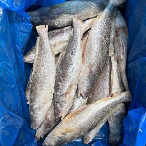 Palette poisson Capitain - 20kg